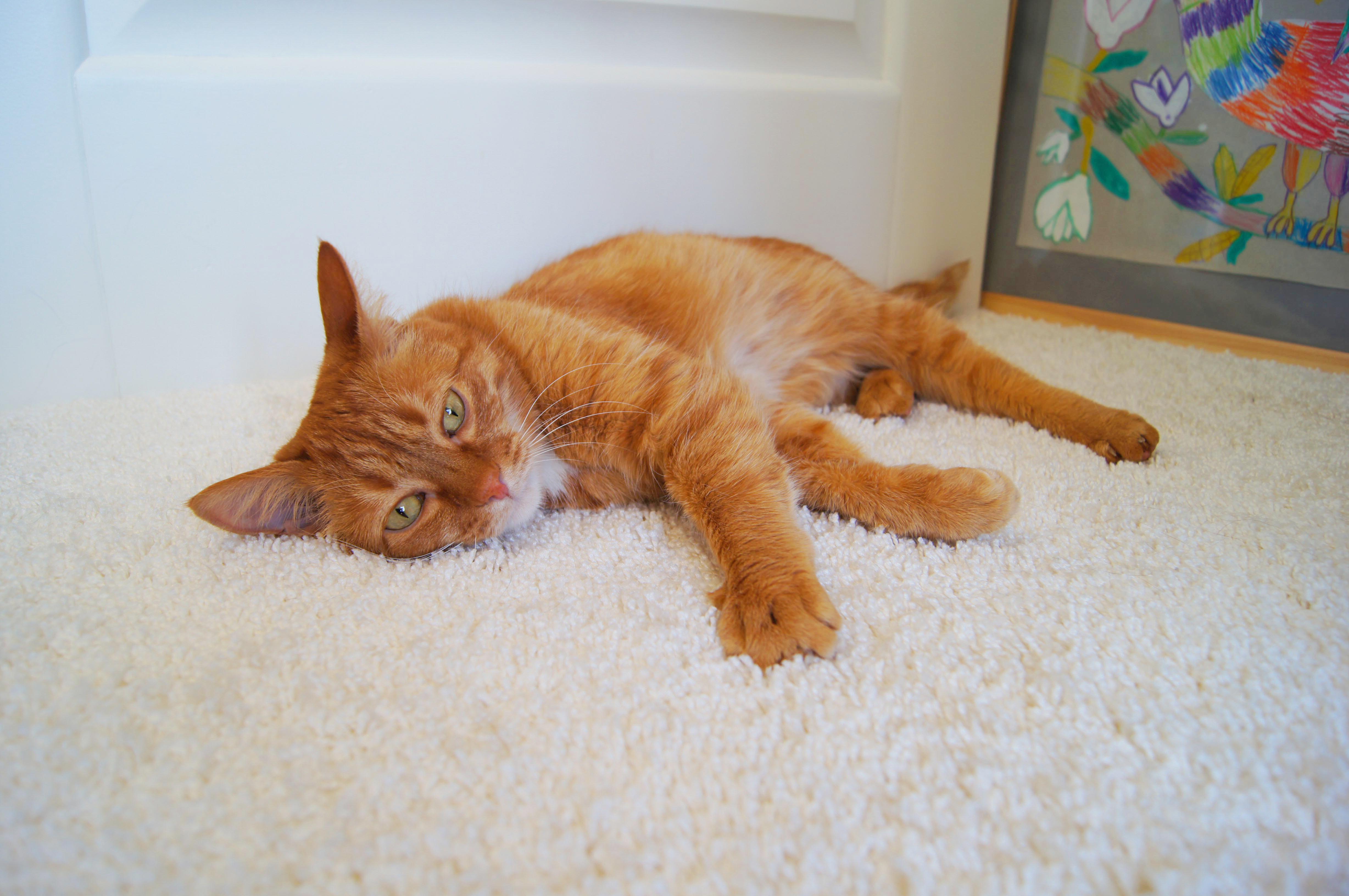 Ковролин "Зартекс" Amarena 140 бежевый (4м) — купить в Воронеже